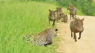 Video thumbnail for WARTHOGS WALK RIGHT INTO LEOPARD