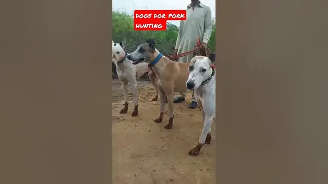 'Video thumbnail for Dogs for Pork Hunting #dogs #barkingdog'