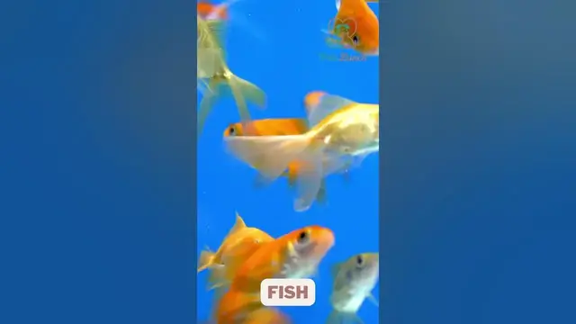 Video thumbnail for Best Small Pets For Kids #shorts #petlover #pets #smallpets