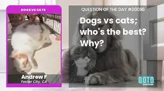 Video thumbnail for Dogs vs. cats? Andrew says: why not bunnies?