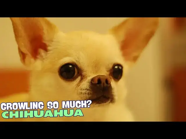 Video thumbnail for 🐾 Why Do Chihuahuas Growl So Much? 🤔🐕