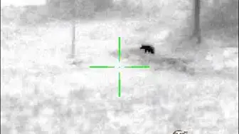 Video thumbnail for Coyote Hunting: a miss, a jam, and a second chance.