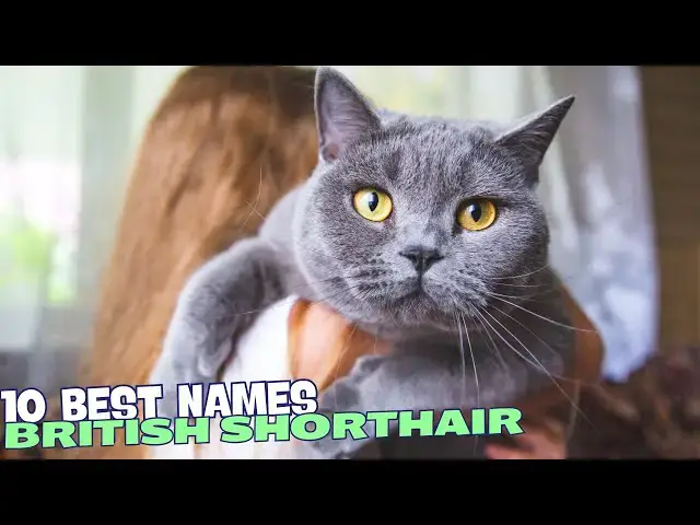 Video thumbnail for 10 Best Names for British Shorthair Cats 🐾