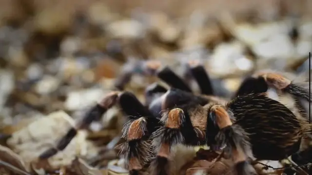 'Video thumbnail for 14 Best Tarantulas for Beginners'