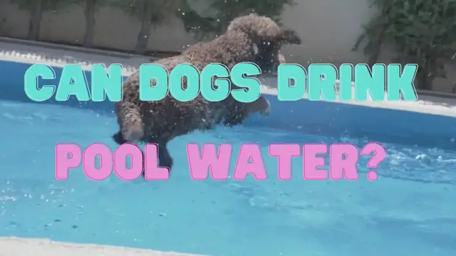 Video thumbnail for Can dogs drink pool water?