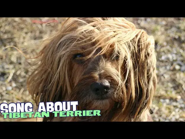 Video thumbnail for 🎶 Tibetan Terrier Tango: Dance with the Fluffiest Friend! 🐾