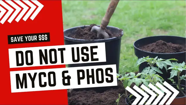 Video thumbnail for Adding Mycorrhizae To Seedlings. How To Bump Up Seedlings With Mircobes. What You Should NEVER Add.