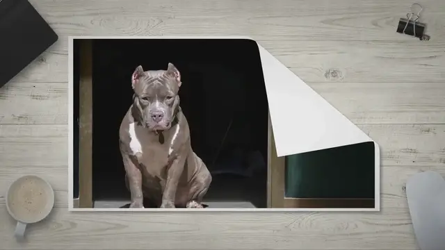 'Video thumbnail for The History of the Pitbull'