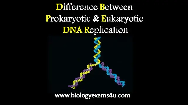 Video thumbnail for Difference Between Prokaryotic and Eukaryotic DNA replication