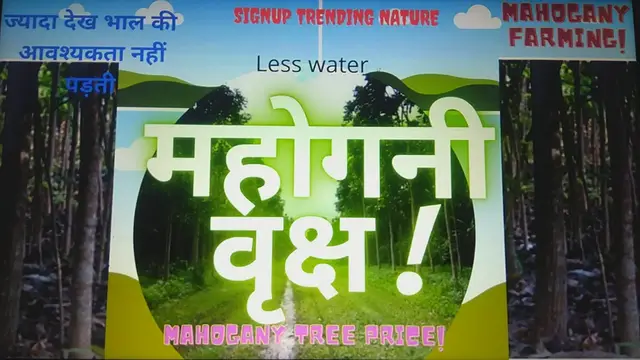 'Video thumbnail for Mahogany Tree Price and mahogany farming'