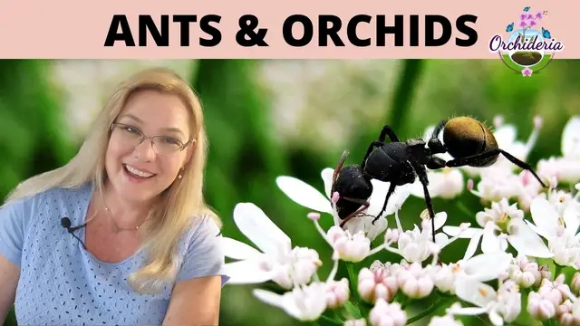 Video thumbnail for How To Deal WIth Ants on Your Orchids