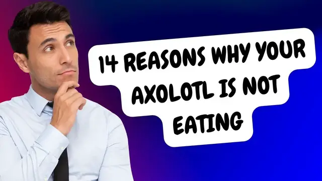 'Video thumbnail for 14 Reasons why an axolotl won't eat'