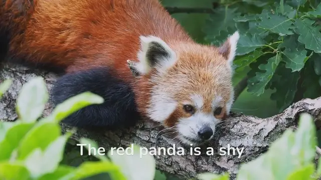 Video thumbnail for Adorable Red Pandas: A Close Look at their Endearing Behavior