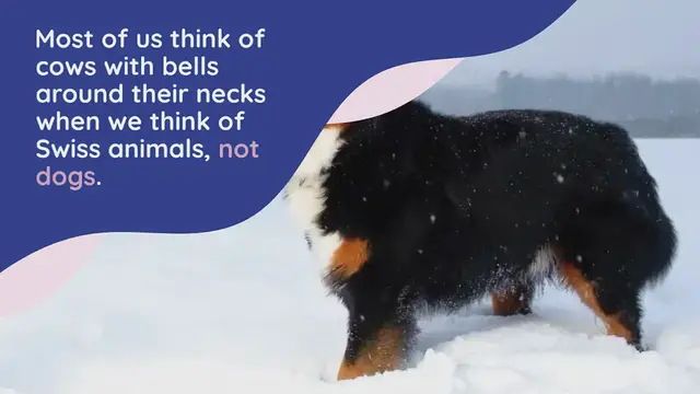 Video thumbnail for 11 Swiss Dog Breeds (With Pictures!)