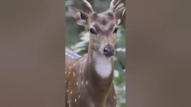 Video thumbnail for Deer closeup #shorts