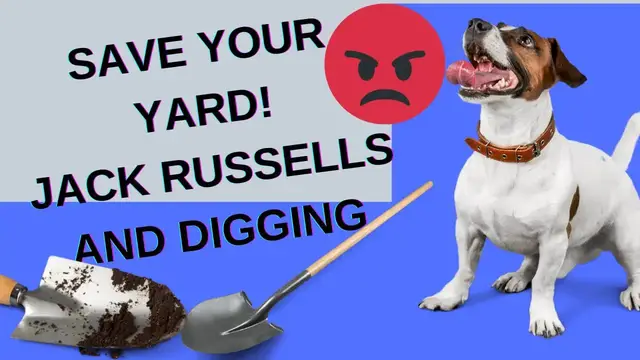 Video thumbnail for JACK RUSSELL'S AND DIGGING (AVOID HOLES IN THE YARD)