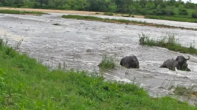 Video thumbnail for Sleeping Buffaloes Don't Realize the River Is Flooding Around Them!