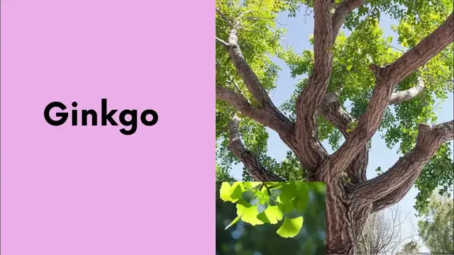 Video thumbnail for What are Non flowering plants? || 10 Examples of Non Flowering plants