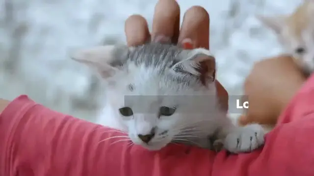 'Video thumbnail for BRILLIANT LITERARY NAMES FOR CATS'