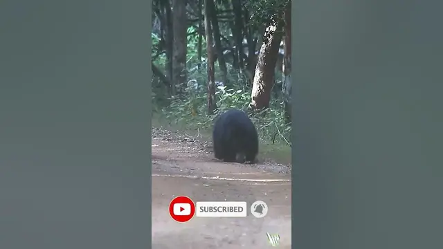 Video thumbnail for Sloth bear eating fallen fruits from the ground | wilpattu national park
