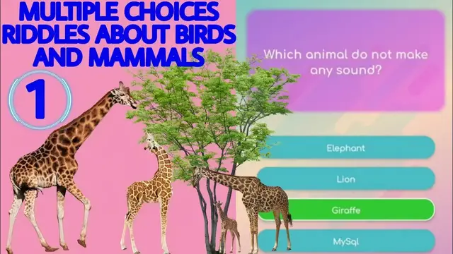 Video thumbnail for Multiple choice riddles knowledge about birds and animals #1 | question and answer |Vu Giang Channel