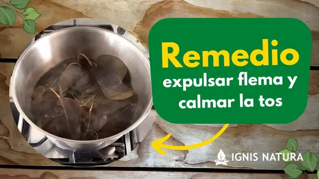 'Video thumbnail for Remedio casero para calmar la tos y eliminar la flema con hojas de Eucalipto ???'