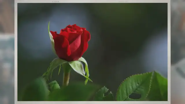 Video thumbnail for Why Are Roses Red?