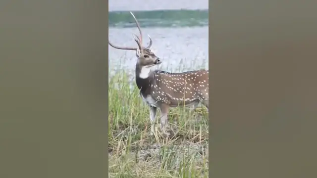 Video thumbnail for Spotted deer drinking water #shorts