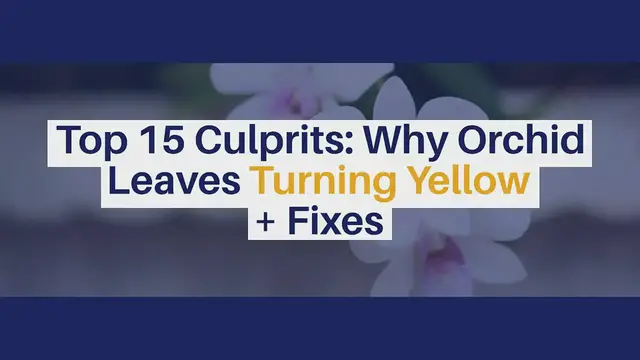 'Video thumbnail for Best 15 Orchid Leaves Turning Yellow Causes, How To Save Orchid With Yellow Leaves #OrchidPlantCare'