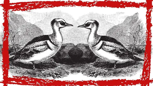 Video thumbnail for Smew Duck (Mergellus Albellus) Video | Smew Duck Sound | Smew Duck Call