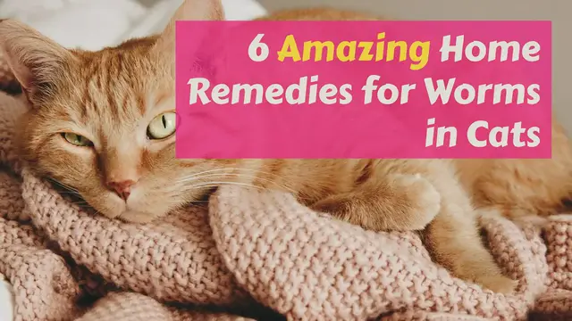 Video thumbnail for How to Deworm a Cat with Home Remedies