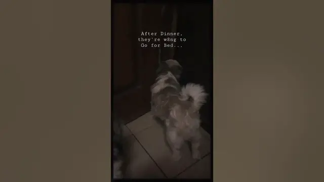 Video thumbnail for Our Shih Tzus ready for bed...