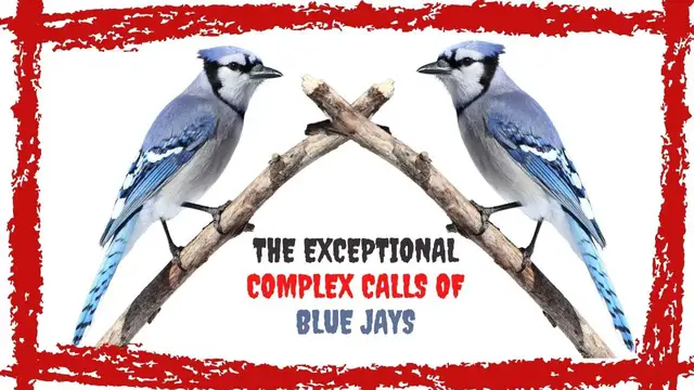 Video thumbnail for 15 Minutes Blue Jay Call/Song/Sound [Exceptional]