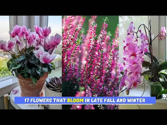 Video thumbnail for 17 Flowers that Bloom in Late Fall and Winter