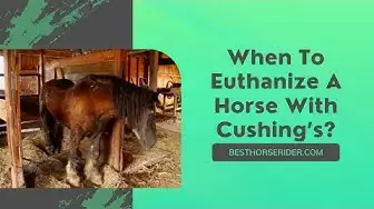 Video thumbnail for When To Euthanize A Horse With Cushing’s?