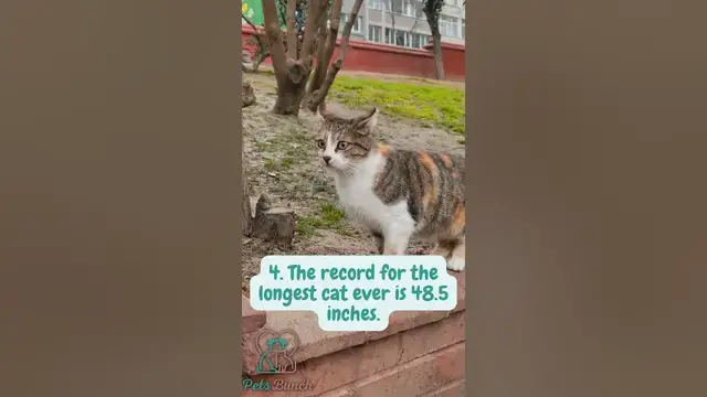 Video thumbnail for Fun Facts About Cats #shorts