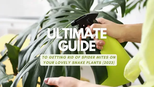 'Video thumbnail for Ultimate Guide to Getting Rid of Spider Mites on Your Lovely Snake Plants (2023)'
