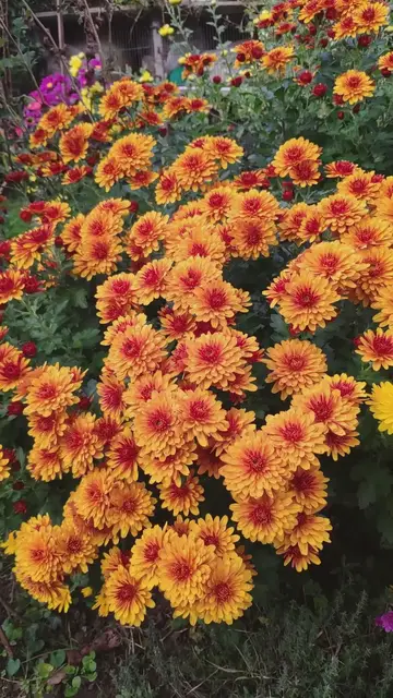 'Video thumbnail for Fleurs d'automne'