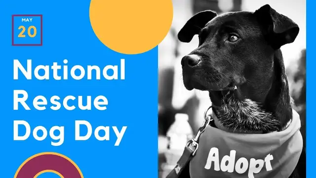 'Video thumbnail for What is National Rescue Dog Day 20th May? We find out'