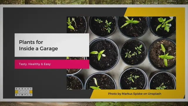 'Video thumbnail for 10 Best Edible Plants For Inside Garage: Tasty, Healthy & Easy To Grow!'