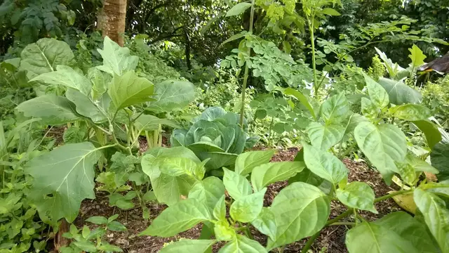 Video thumbnail for A Brief Introduction To Syntropic Farming