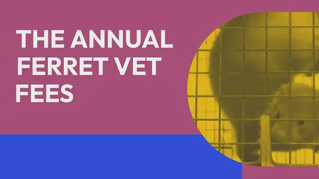 'Video thumbnail for Annual ferret veterinary fees '
