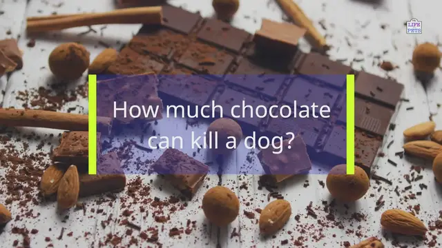 Video thumbnail for How much chocolate can kill a dog?