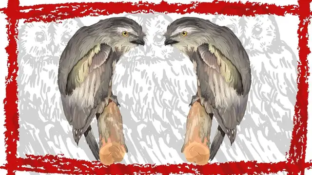 Video thumbnail for Tawny Frogmouth Call | Tawny Frogmouth Sounds | Tawny Frogmouth Open Mouth