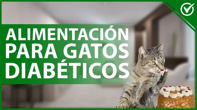 Video thumbnail for 🐈 ¿Cómo ALIMENTAR a un GATO DIABÉTICO correctamente? - Cuidados en su comida 🍎🐈