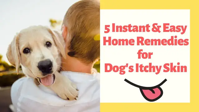 'Video thumbnail for 5 Instant & Easy Home Remedies for Dog's Itchy Skin'