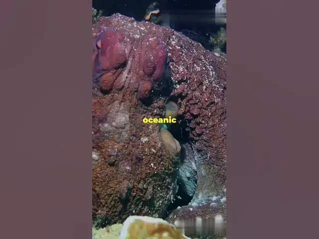 'Video thumbnail for Top 4 Unique Sea Creatures'