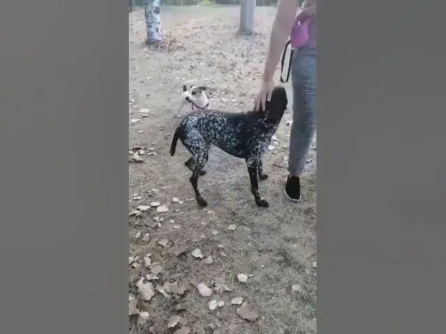 Video thumbnail for Jack Russell is jealous🤔🤨😗#shorts