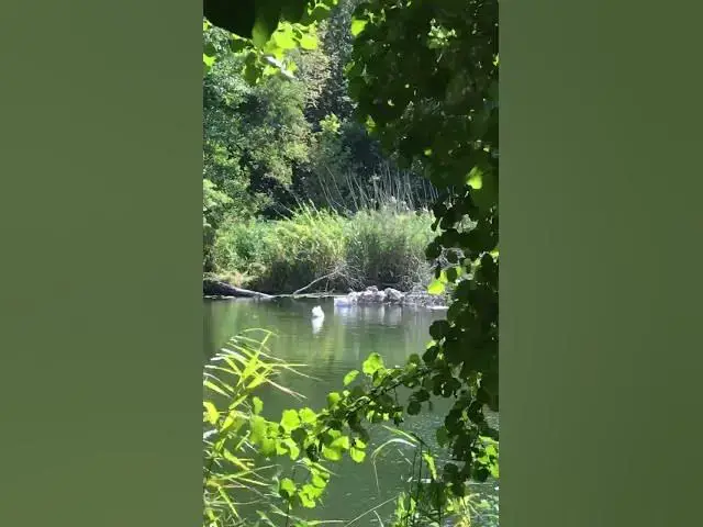 Video thumbnail for Adorable swan family😍😘🥰#shorts