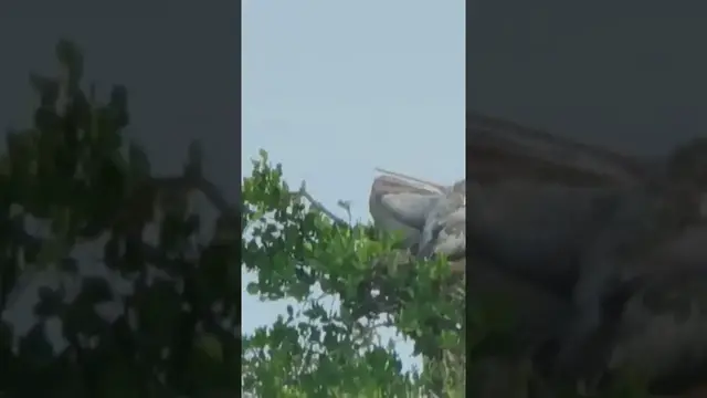 Video thumbnail for Spot Billed Pelican Bird #shorts